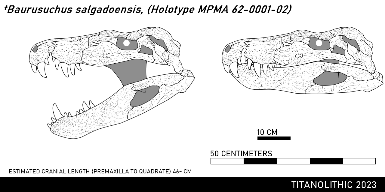 Baurusuchus Baurusuchus salgadoensis skeletal reconstruction by Barinasuchus on ...