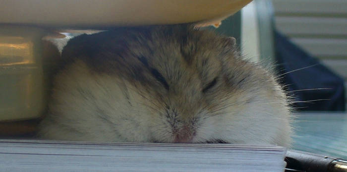 My Hamster's Face