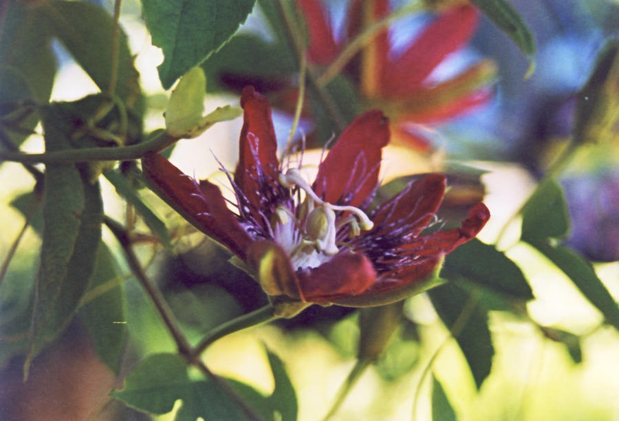 Tropical Flower in Rhode Islan