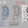 Ear Studies