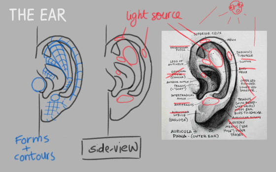 Ear Studies