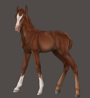 .:Cato the foal WIP:. | SOLD