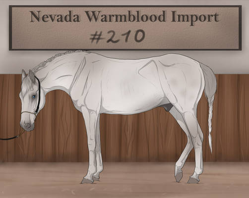 Nevada Warmblood 210 CLOSED