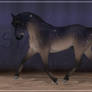 .:|Starenvior group horse|:. BRls Starenvior