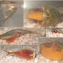 My triops