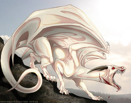 Albino dragon