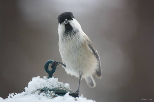 Willow tit is the boss