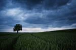 Wheat during storm by Tukotuko