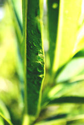 Water Drop on a leaf