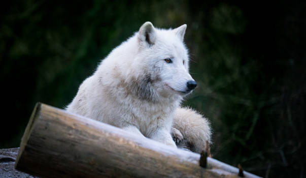 White Wolf