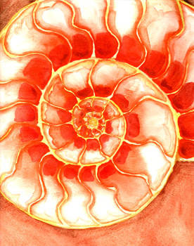 Orange Ammonite