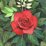 Rose with Dark Leaves