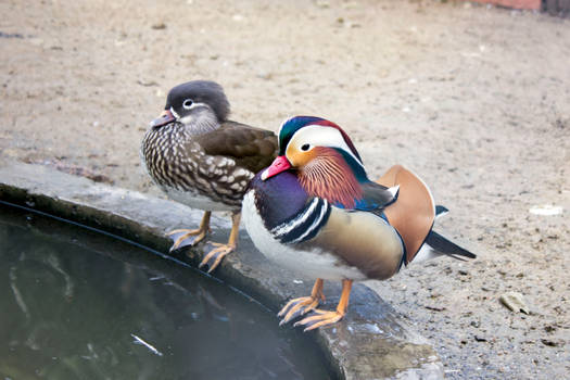 Two birds chilling by the pool