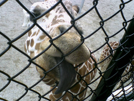 Giraffe Kiss