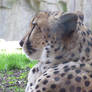 Close-up of the Cheetah