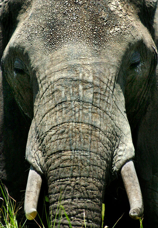 Close Up Elephant Rib Elephant close up by gypsybeach1 on DeviantArt