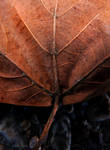 macro leaf10 by gypsybeach1