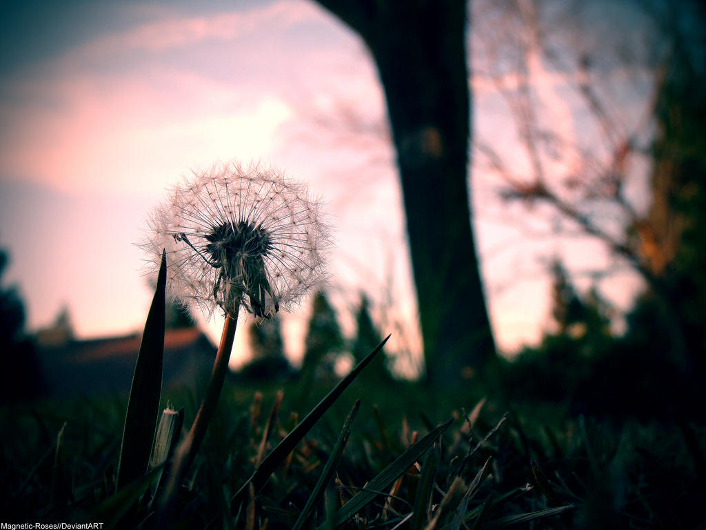 Dandelion