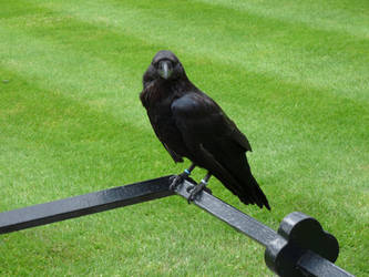 Raven calls