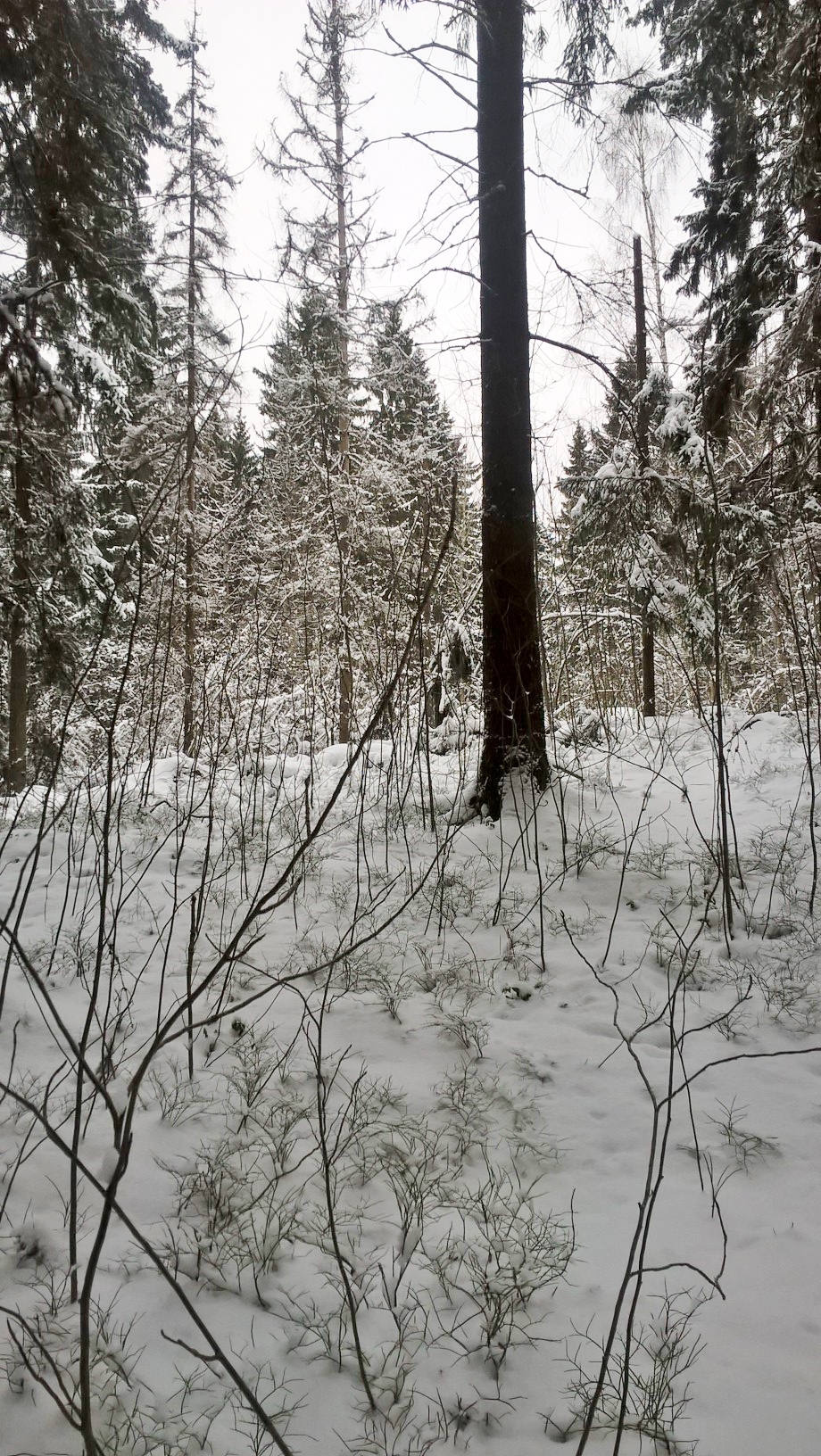 Shrubs peeking from the snow