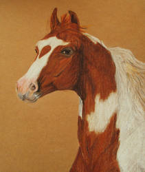 Skewbald Arabian horse by CanvasAndI
