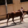 Horse in the streets of Malta