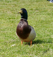 fabulous mallard