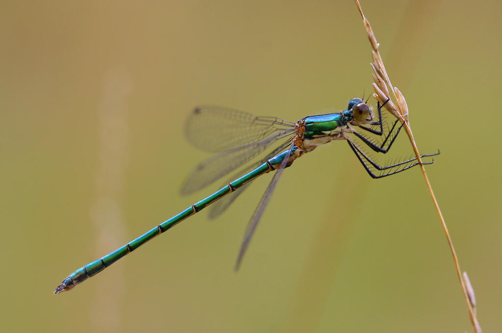 Robust spreadwing