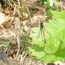 Red damselfly