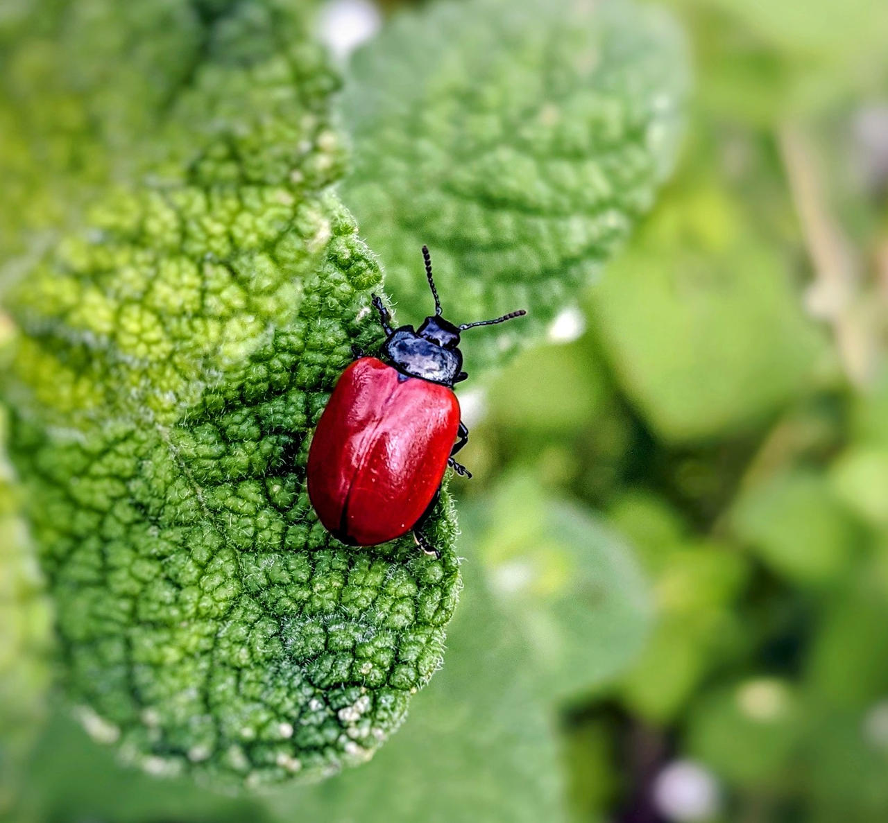 Insecte rouge by herethereandnowere on DeviantArt