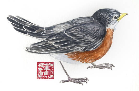 American Robin