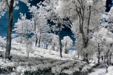 Delta Estate IR - II