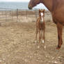 QH Foal B 8