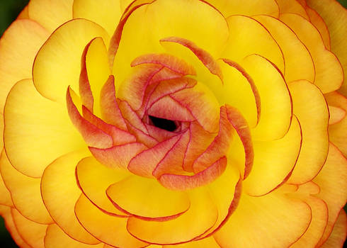 Yellow Ranunculus