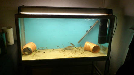 The trios' new tank