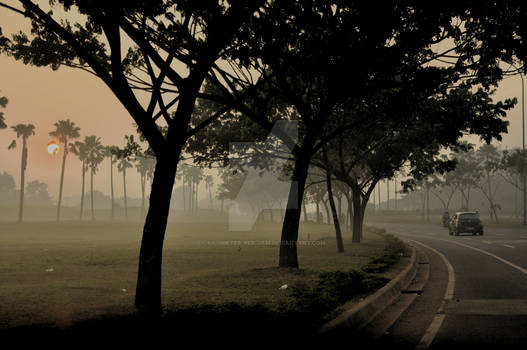 Road and The Trees