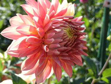 Large orange flower