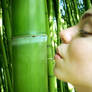 Bambu