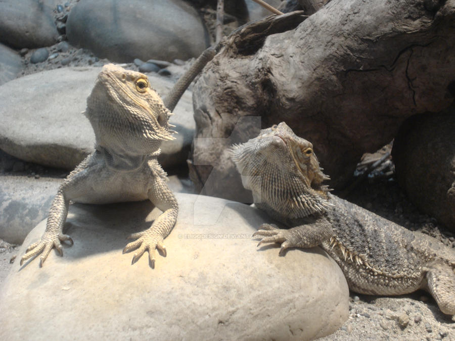 Leguan Couple