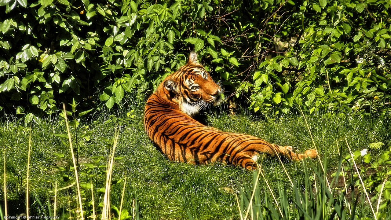 Berlin Zoo - Tiger