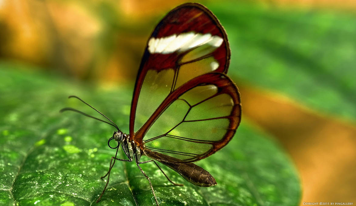 Butterfly - Espejitos by pingallery