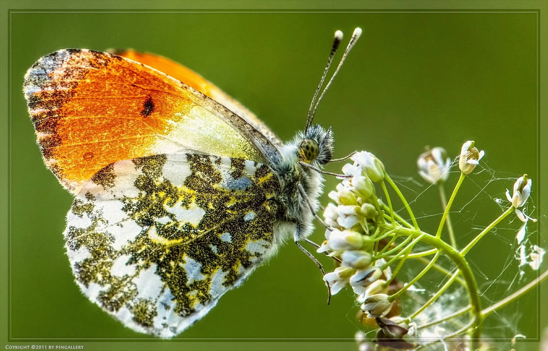 Butterfly - Aurorafalter by pingallery