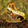 Butterfly - Caligo Atreus