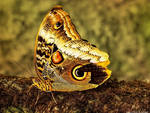 Butterfly - Caligo Atreus