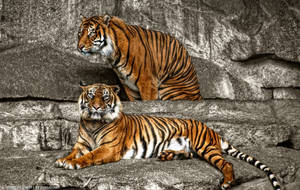 Tigers in Tierpark Berlin