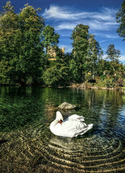 Swan Lake - Schwansee
