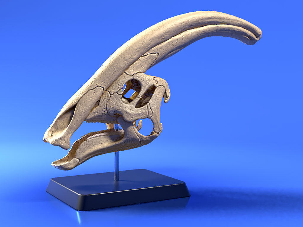 Parasaurolophus Skull 01 By Strick67 On DeviantArt parasaurolophus-skull-01-by-strick67-on-deviantart