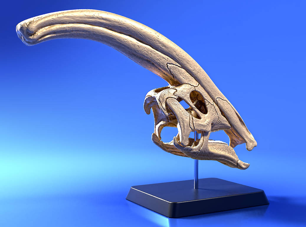 parasaurolophus_skull_04_by_strick67_dbqkgdi-pre.jpg