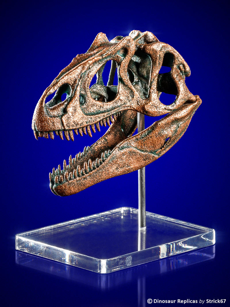 scale_model_allosaurus_skull_by_strick67_dc3rwdm-fullview.jpg
