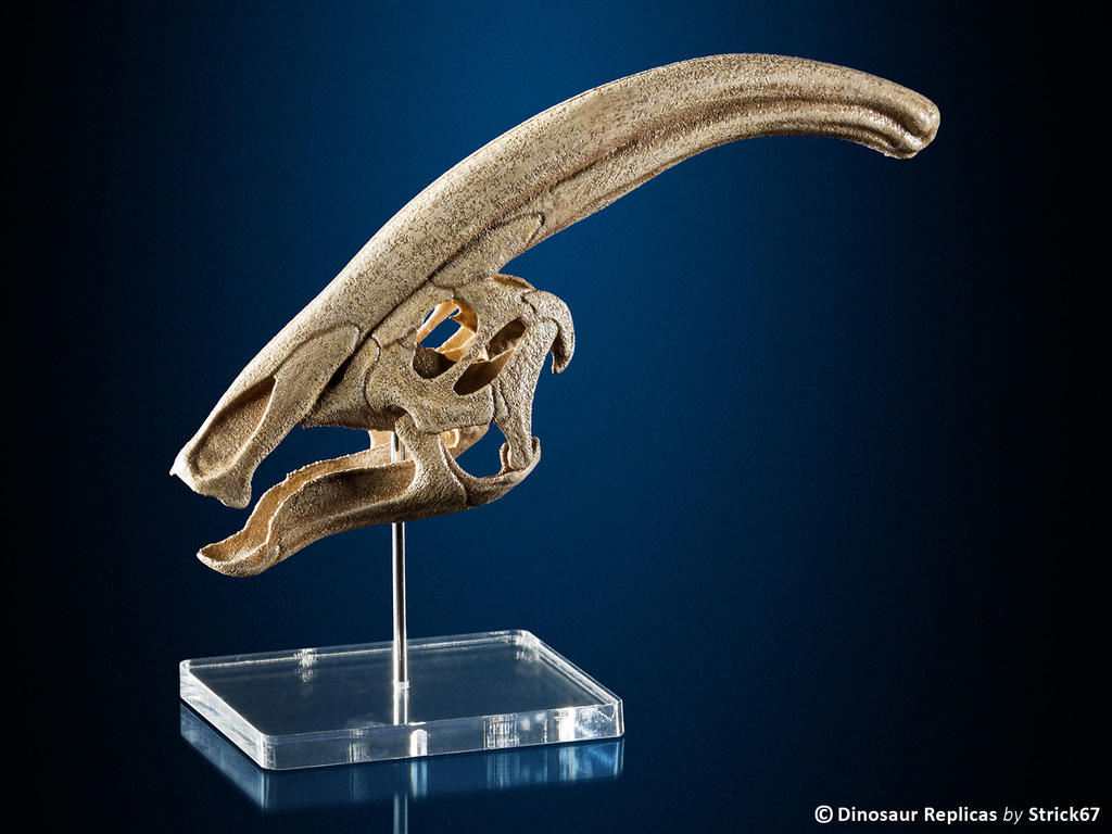 parasaurolophus___3d_printed_hadrosaur_skull_by_strick67_dc46kqx-fullview.jpg